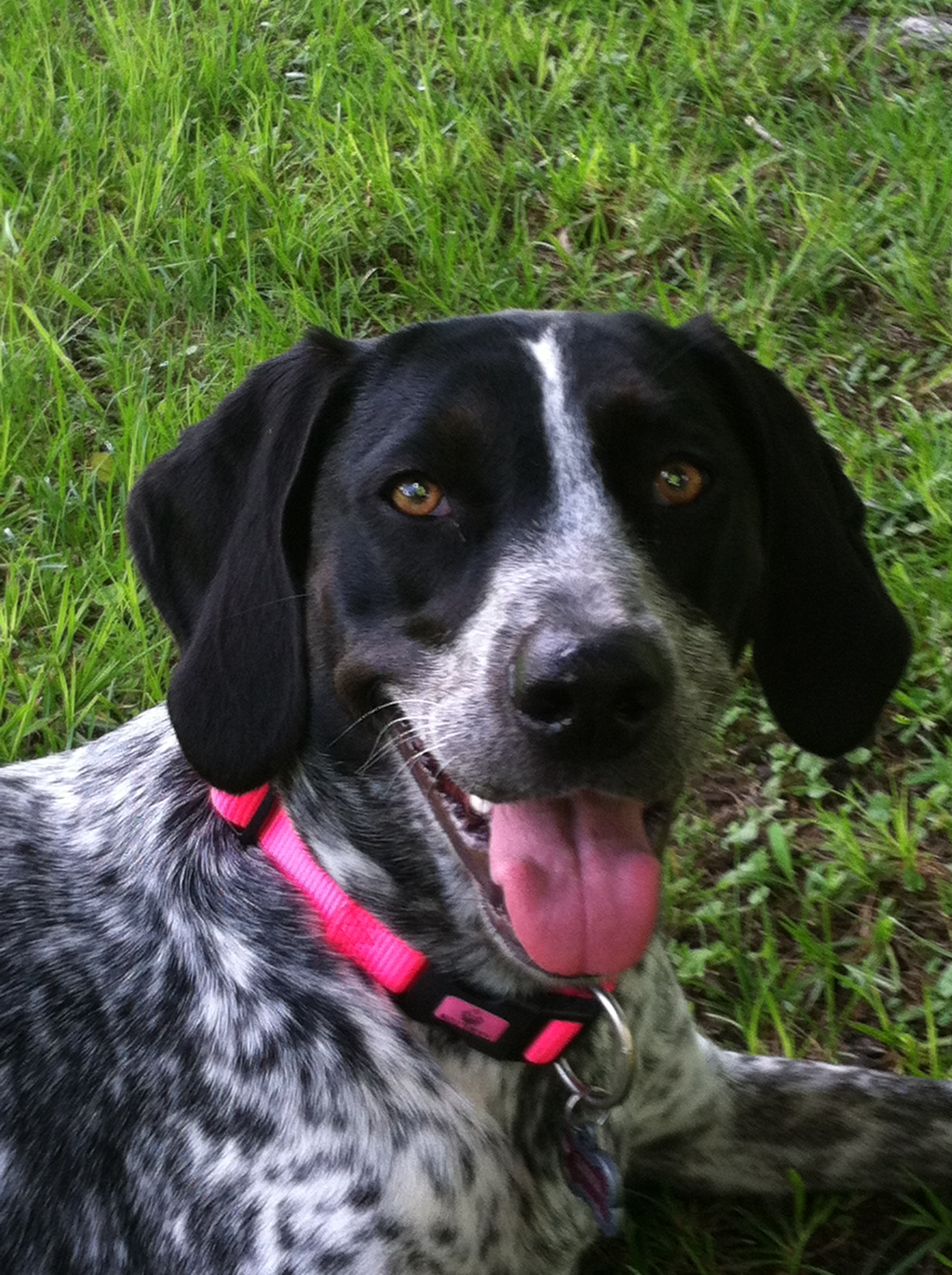 Luna, the pet who inspired LunyPaws